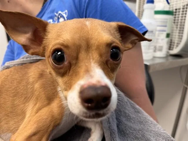 An adult small-sized male Chihuahua dog named Pickle for adoption in Tucson, AZ
