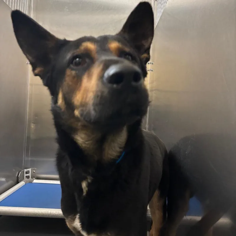 An adult large-sized male Black Mixed Breed dog named Rambo for adoption in Memphis, TN