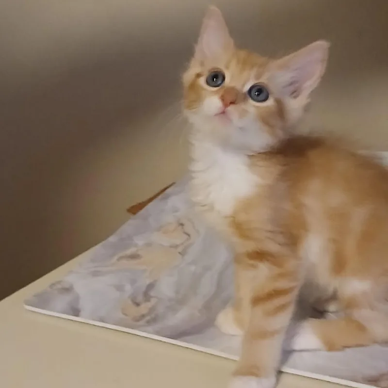 A baby medium-sized male Orange & White Domestic Short Hair cat named Samiam for adoption in Parkland, FL