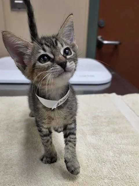 A baby small-sized female Domestic Short Hair cat named Lightening for adoption in Rancho Cucamonga, CA
