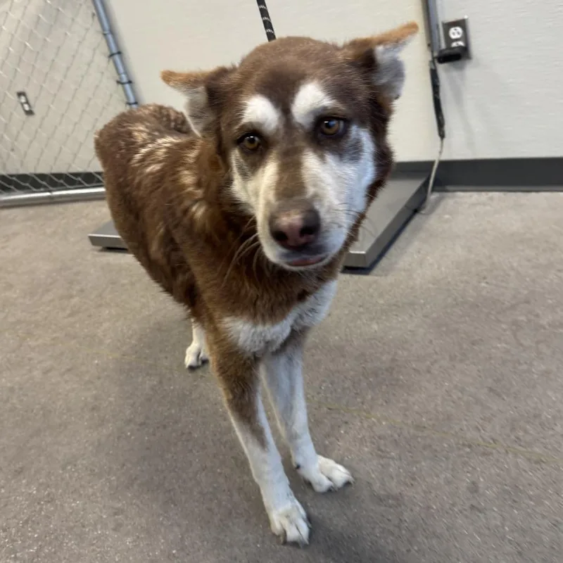 An adult large-sized female Red / Chestnut / Orange Mixed Breed dog named Cirrus for adoption in Las Cruces, NM