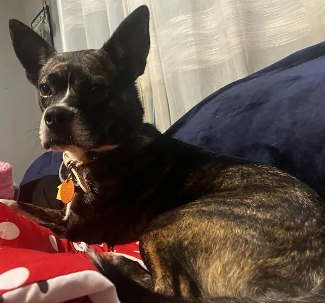 An adult medium-sized female Terrier dog named Skipper for adoption in Oklahoma City, OK