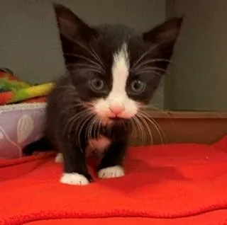 A baby medium-sized female Black & White / Tuxedo Domestic Short Hair cat named Panda for adoption in Mason City, IA