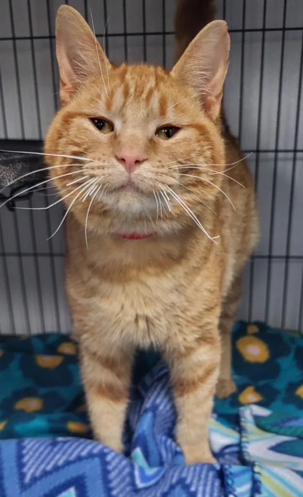 A young large-sized male Domestic Short Hair cat named Grant for adoption in Washington Court House, OH