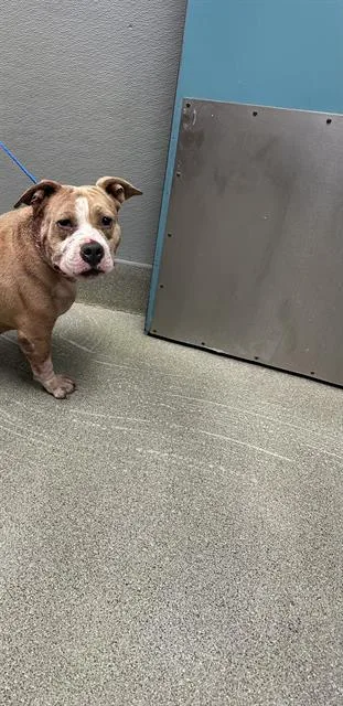 An adult large-sized female Pit Bull Terrier dog named Coachella for adoption in Las Vegas, NV