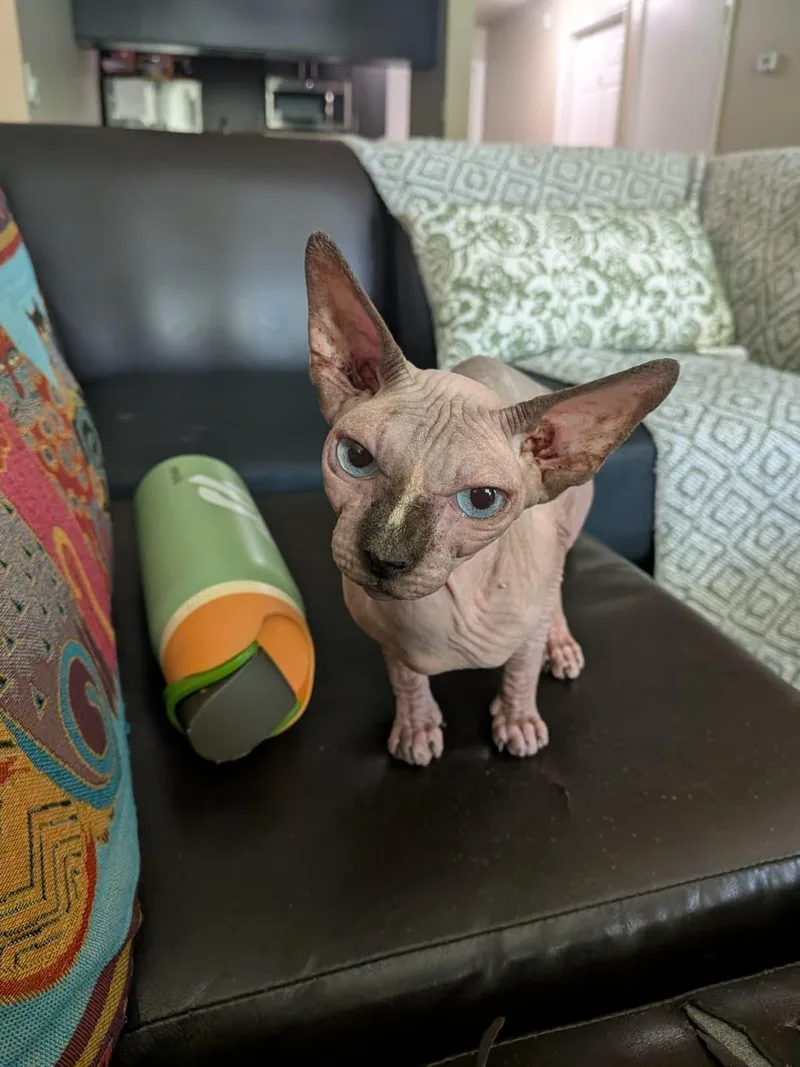 An adult medium-sized female Buff & White Sphynx / Hairless Cat cat named Gabby for adoption in Sunrise, FL