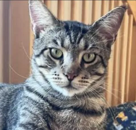 A young medium-sized male Tabby (Buff / Tan / Fawn) Maine Coon cat named Conway for adoption in Cincinnati, OH