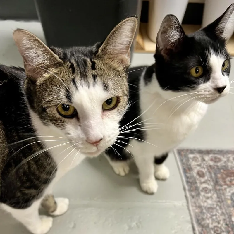 An adult medium-sized female Domestic Medium Hair cat named Minnie for adoption in Houston, TX