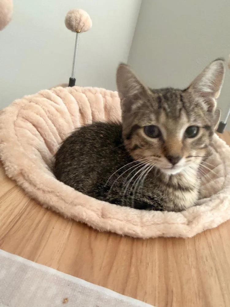 A baby small-sized female Gray / Blue / Silver Domestic Short Hair cat named Duckie for adoption in Colorado Springs, CO