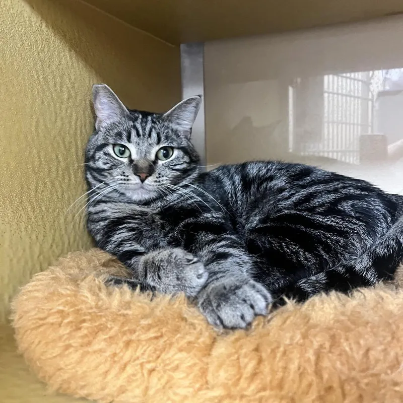 An adult medium-sized male Brown / Chocolate Domestic Short Hair cat named Gilligan for adoption in Las Vegas, NV