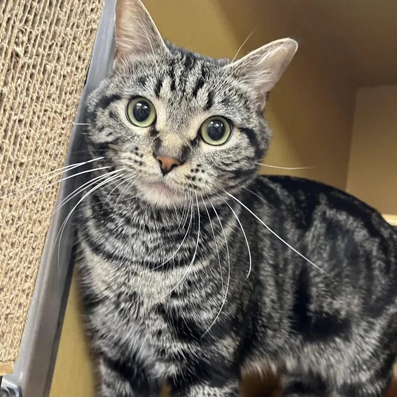 Gilligan thumbnail 3