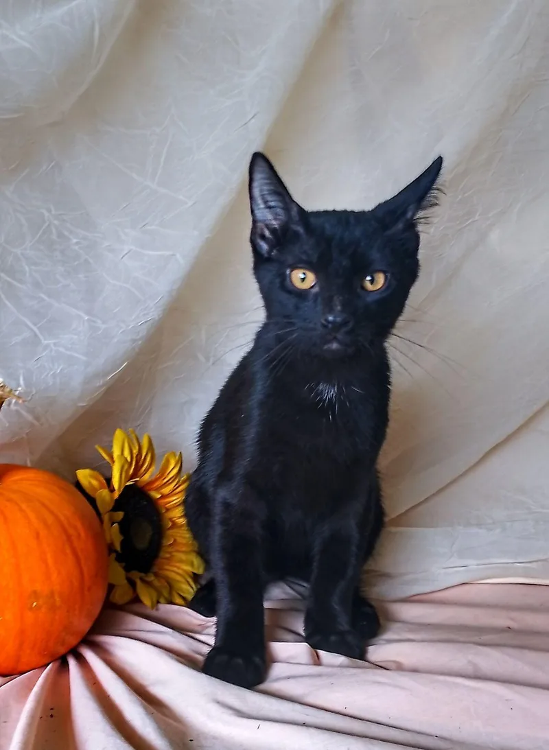 A baby medium-sized female Black Domestic Short Hair cat named Paris for adoption in Thorofare, NJ