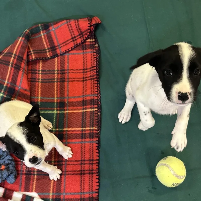 A baby small-sized female Black Terrier dog named Jill for adoption in Clearwater, FL