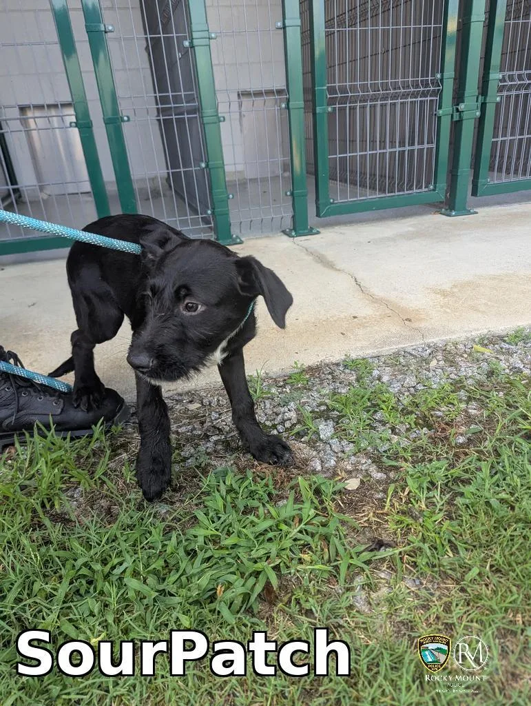 A baby medium-sized male Pit Bull Terrier dog named SourPatch for adoption in Rocky Mount, NC