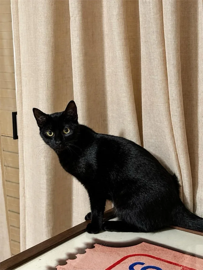 A baby medium-sized female Black Domestic Short Hair cat named Megalodon for adoption in Houston, TX