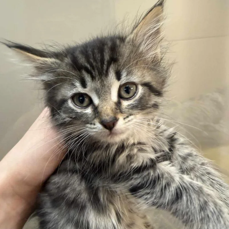A baby small-sized female Brown / Chocolate Domestic Medium Hair cat named Cherry for adoption in Beckley, WV