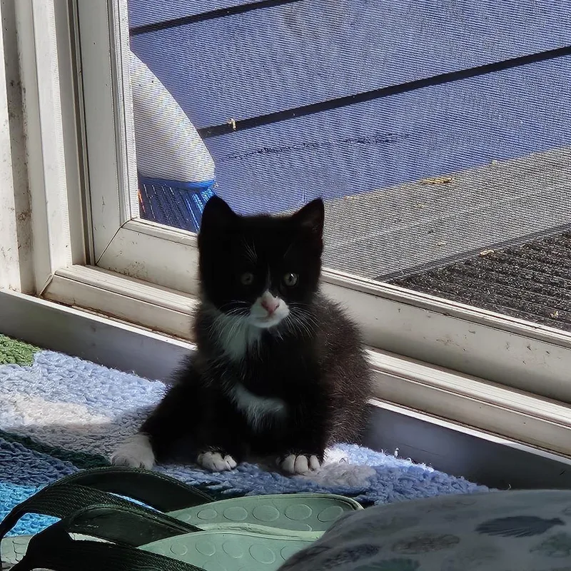 Teddy thumbnail 6
