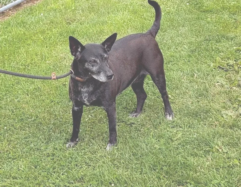 Trixie  HEARTWORM POSITIVE