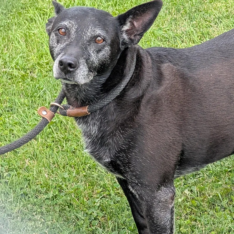 Trixie  HEARTWORM POSITIVE thumbnail 2