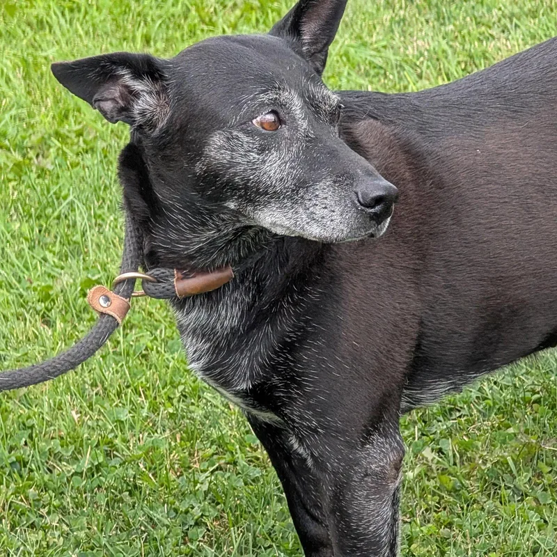 Trixie  HEARTWORM POSITIVE thumbnail 3