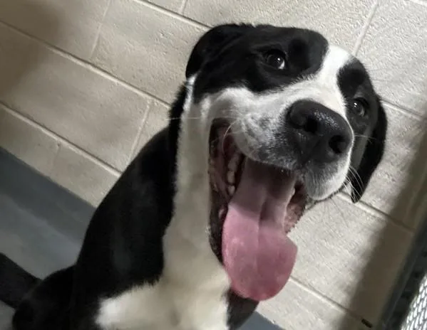 An adult large-sized female Hound dog named Clara for adoption in Dallas, GA