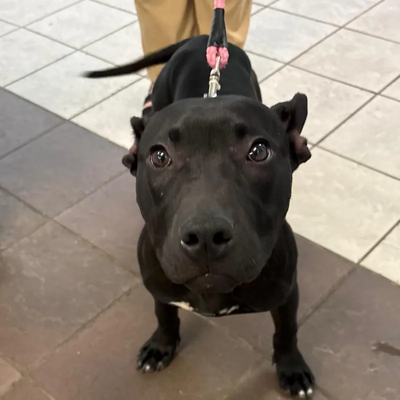 A young medium-sized male Black Mixed Breed dog named StrayMiddleburgDrive"Frito" for adoption in Columbus, GA