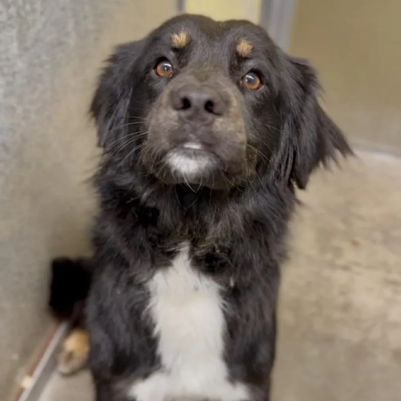 An adult medium-sized female Black Mixed Breed dog named Eliza for adoption in Washington Township, OH