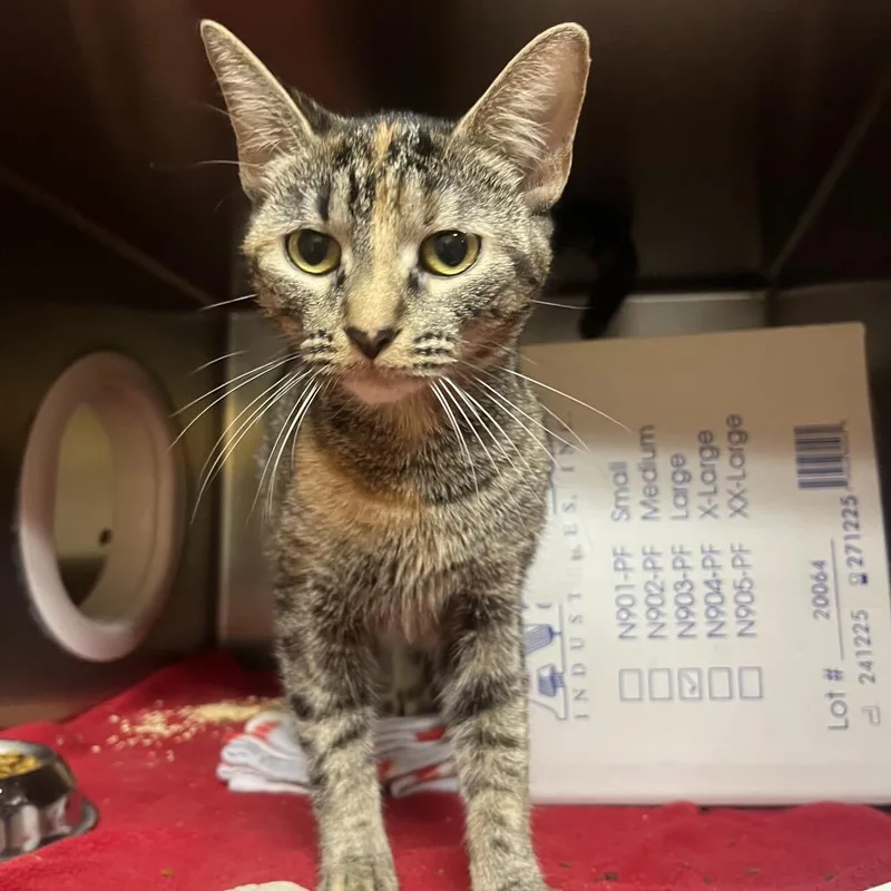 A young medium-sized female Brown / Chocolate Domestic Short Hair cat named Princess for adoption in Providence, RI