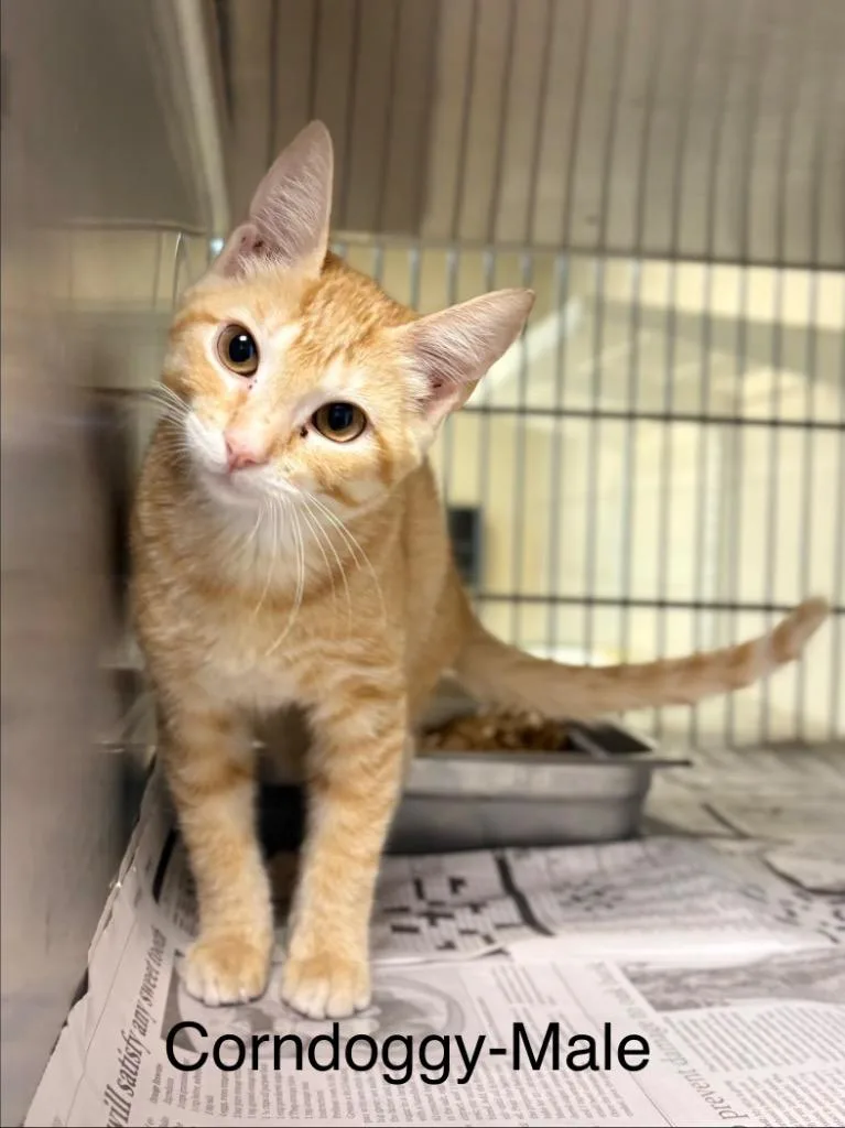 A baby medium-sized male Tabby cat named Corndoggy for adoption in Nacogdoches, TX