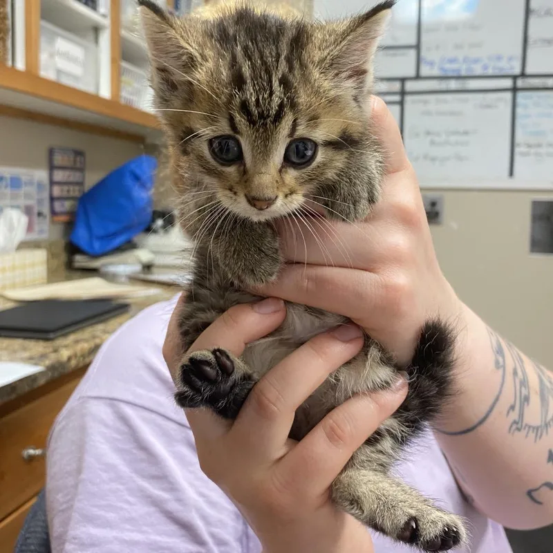 A baby small-sized male Brown / Chocolate Domestic Short Hair cat named Hawk for adoption in Norfolk, NE