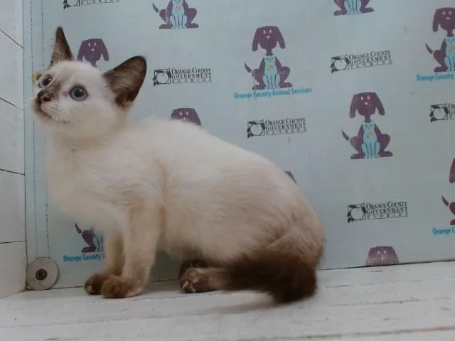 A baby small-sized female Siamese cat named Mantis for adoption in Orlando, FL