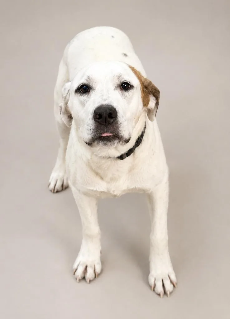A young large-sized male Mixed Breed dog named Crocket for adoption in Crossville, TN