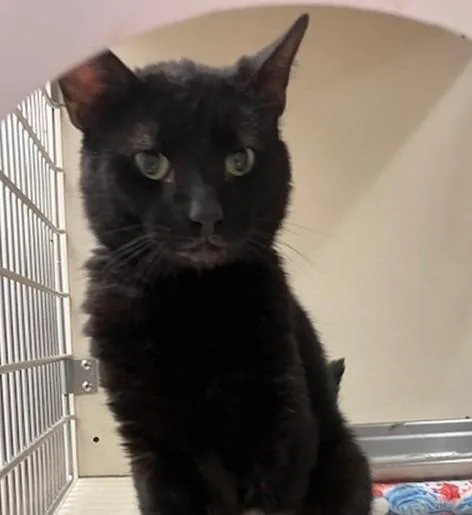 A young small-sized male Domestic Short Hair cat named Beetlejuice for adoption in Springfield, MA