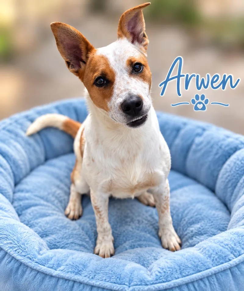 A young medium-sized male Merle (Red) Australian Cattle Dog / Blue Heeler dog named Arwen for adoption in Momence, IL