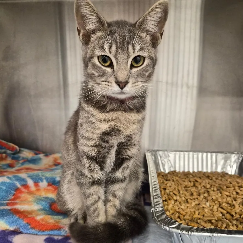 A baby medium-sized female Gray / Blue / Silver Domestic Short Hair cat named Marie Antoinette for adoption in West Palm Beach, FL