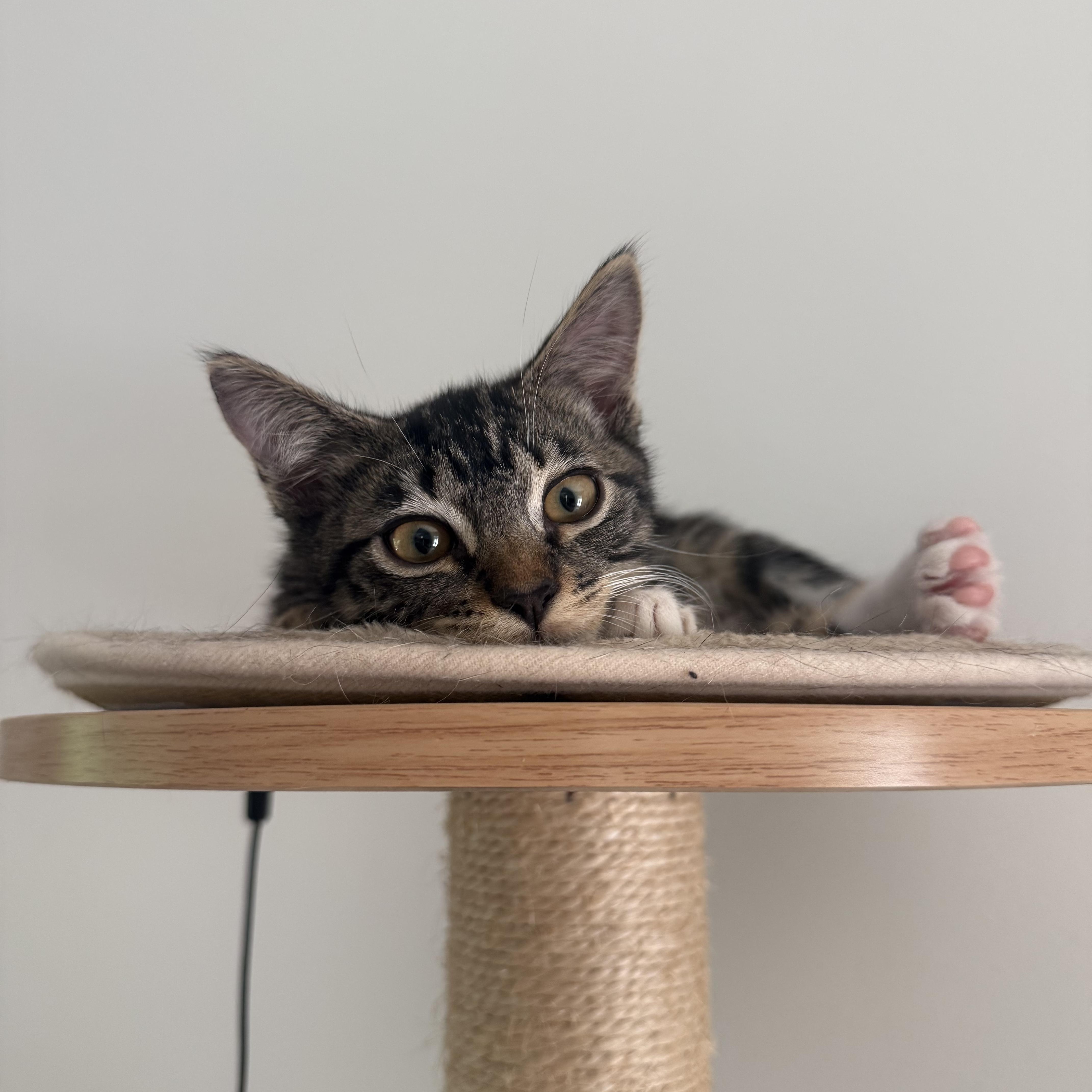 A baby medium-sized male Tabby (Brown / Chocolate) Domestic Short Hair cat named Nathaniel for adoption in Satsuma, AL