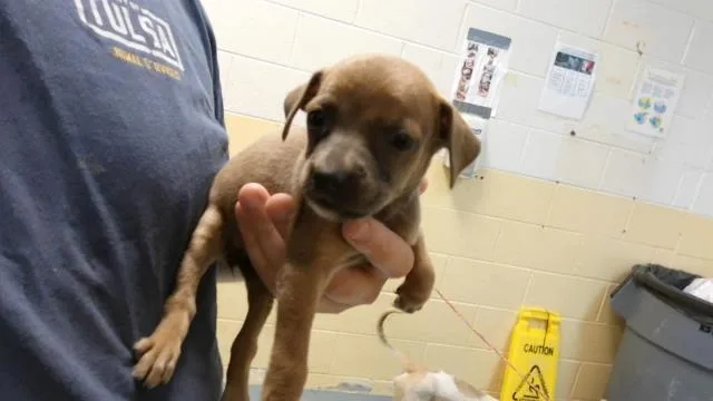 A baby small-sized female Pit Bull Terrier dog named Buttercup for adoption in Tulsa, OK