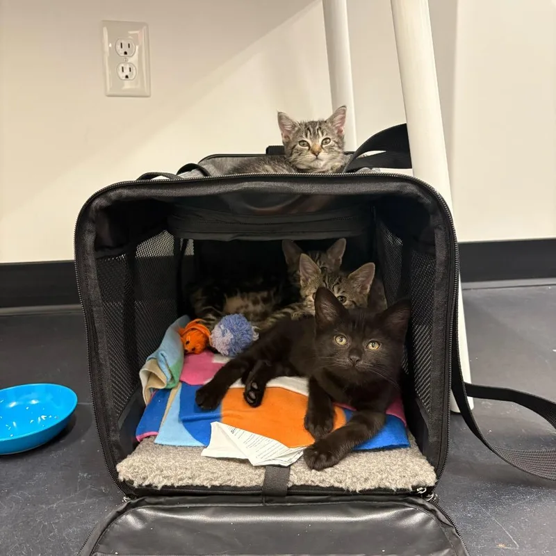 A baby small-sized female Black Domestic Short Hair cat named Merry for adoption in Charlotte, NC
