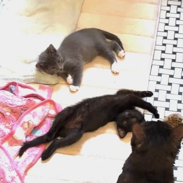 Olive & Dove thumbnail 2