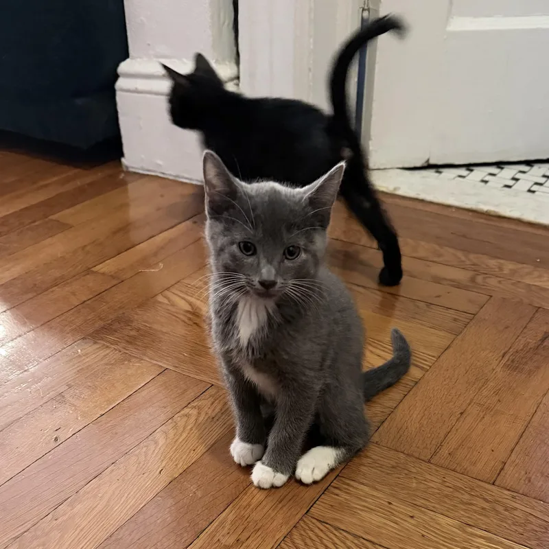 Olive & Dove thumbnail 3