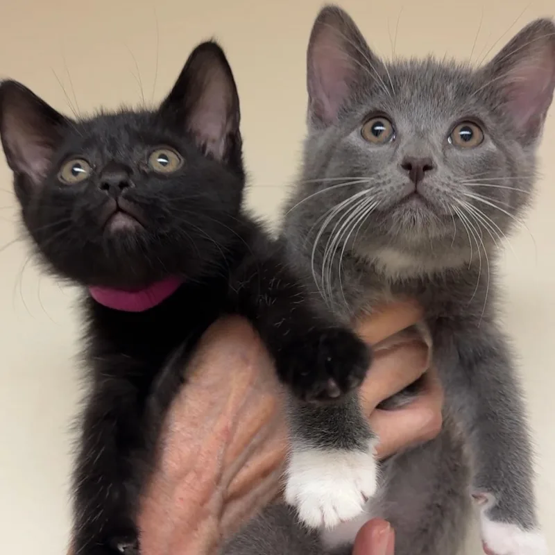 A baby medium-sized female Black Domestic Short Hair cat named Olive & Dove for adoption in New york, NY