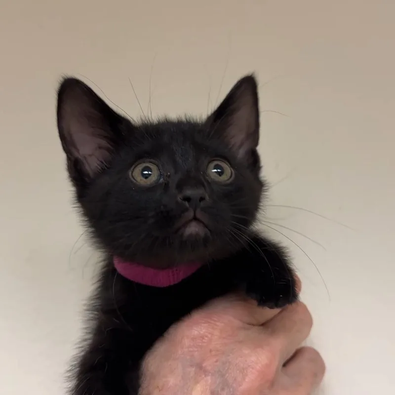 Olive & Dove thumbnail 4