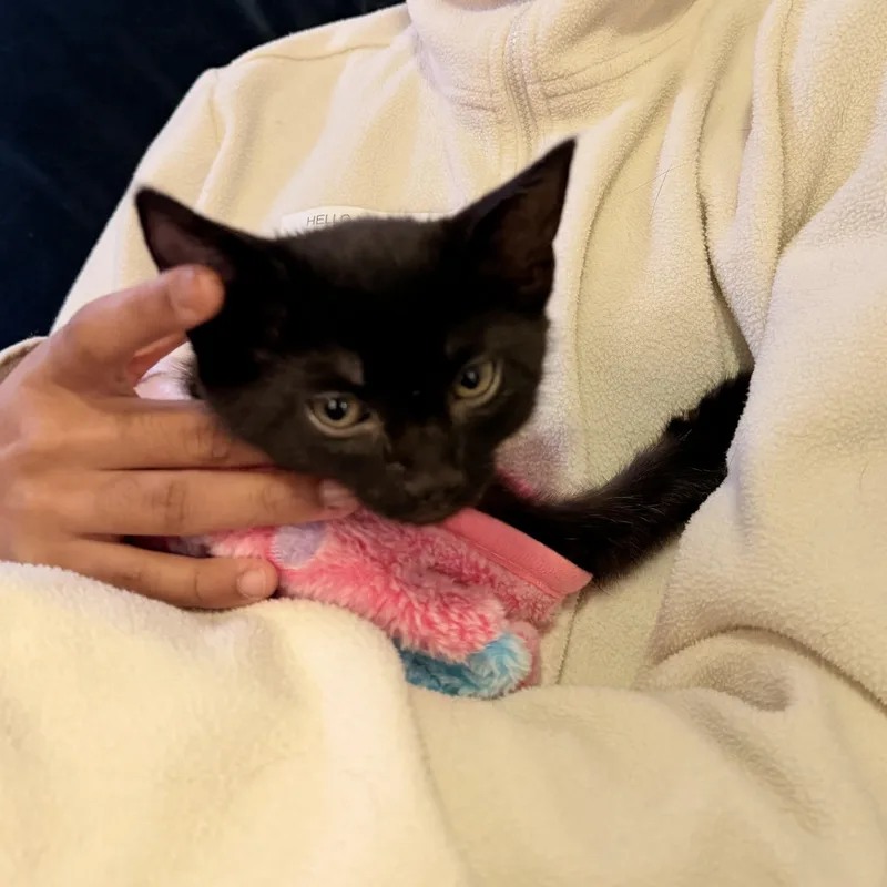 Olive & Dove thumbnail 5