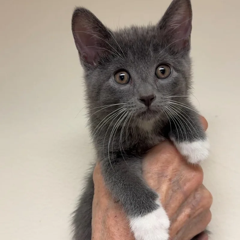 Olive & Dove thumbnail 6