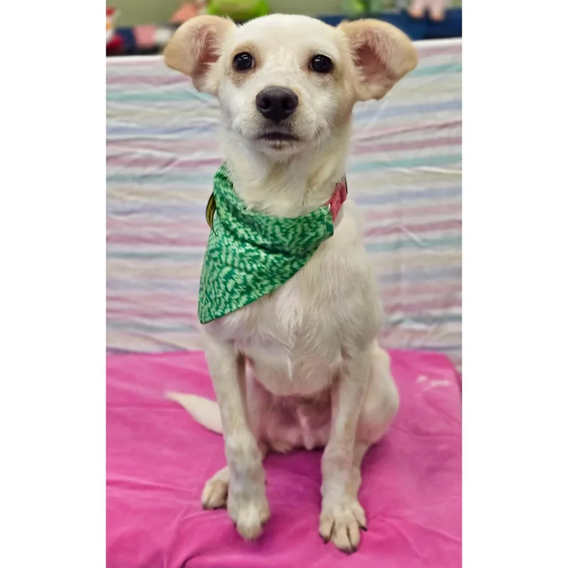 A young small-sized male Apricot / Beige Jack Russell Terrier dog named Leo for adoption in Boulder, CO