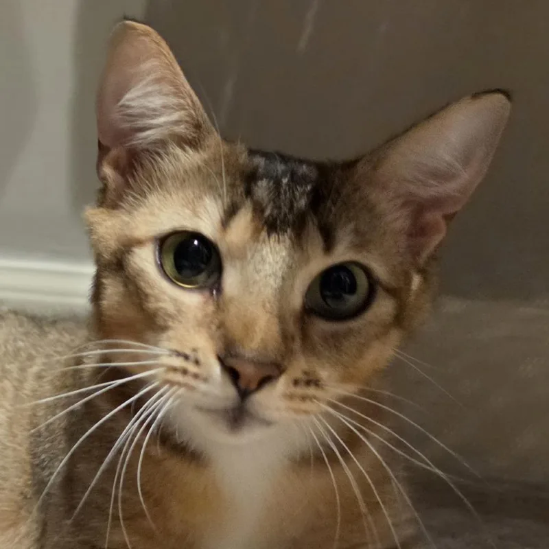 A young medium-sized female Domestic Short Hair cat named June Willow fka Macy for adoption in Cumming, GA