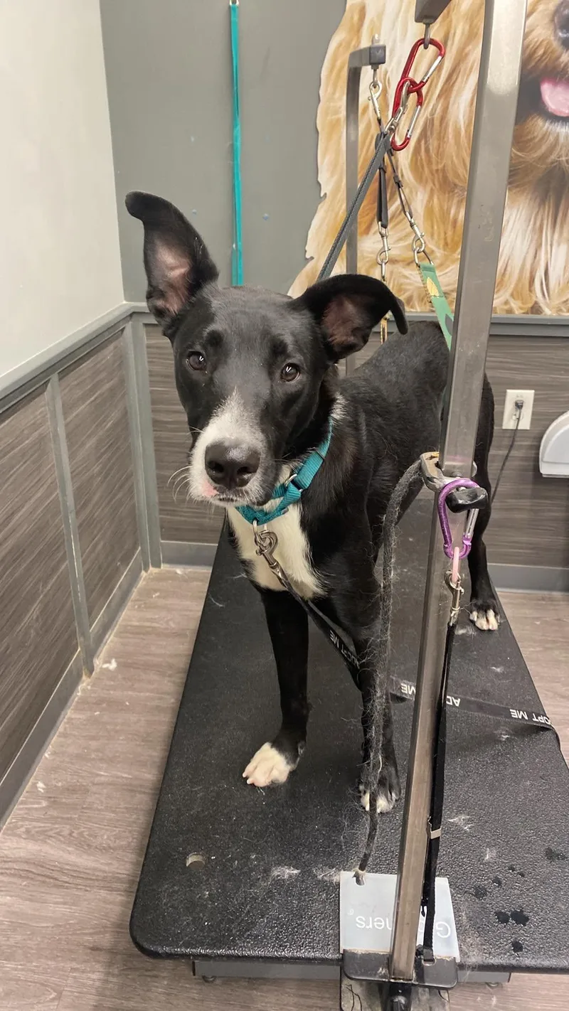 A young large-sized male Great Dane dog named Sanders for adoption in New Baltimore, MI