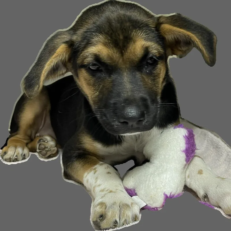 Annie thumbnail 3