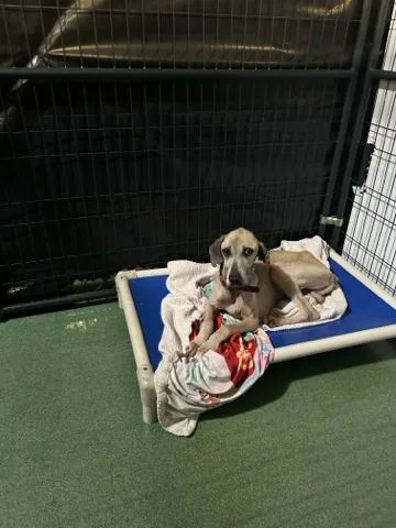 An adult medium-sized male Mixed Breed dog named John for adoption in West Palm Beach, FL