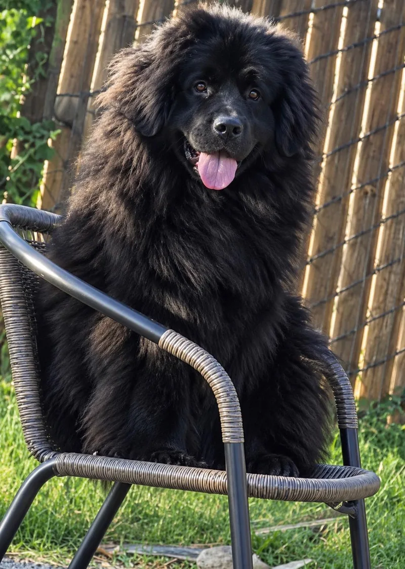 A baby large-sized male Black Newfoundland Dog dog named Bear for adoption in Encino, CA